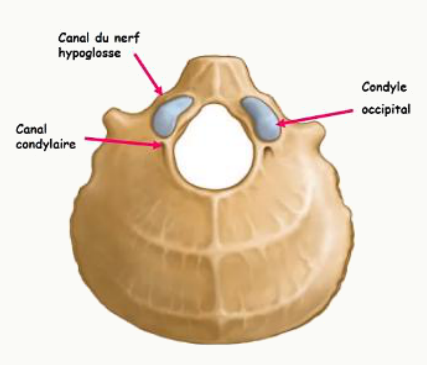 Canal du nerf hypoglosse, canal condylaire et condyles occipitaux autour du foramen magnum