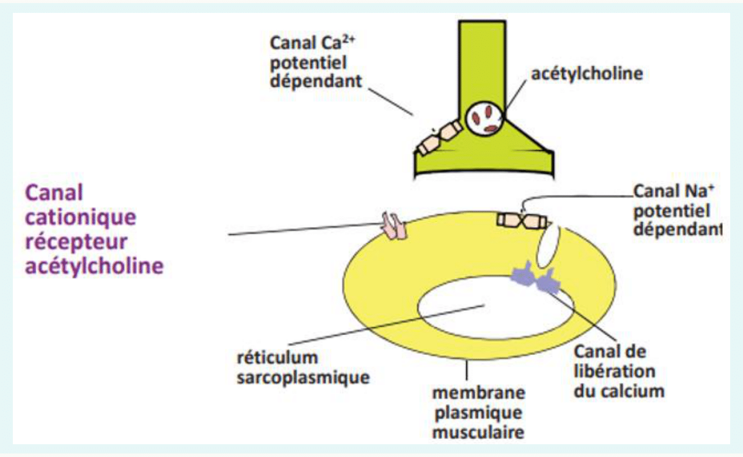 Canal cationique récepteur de l'acétylcholine et canaux calciques potentiel-dépendants de la cellule musculaire