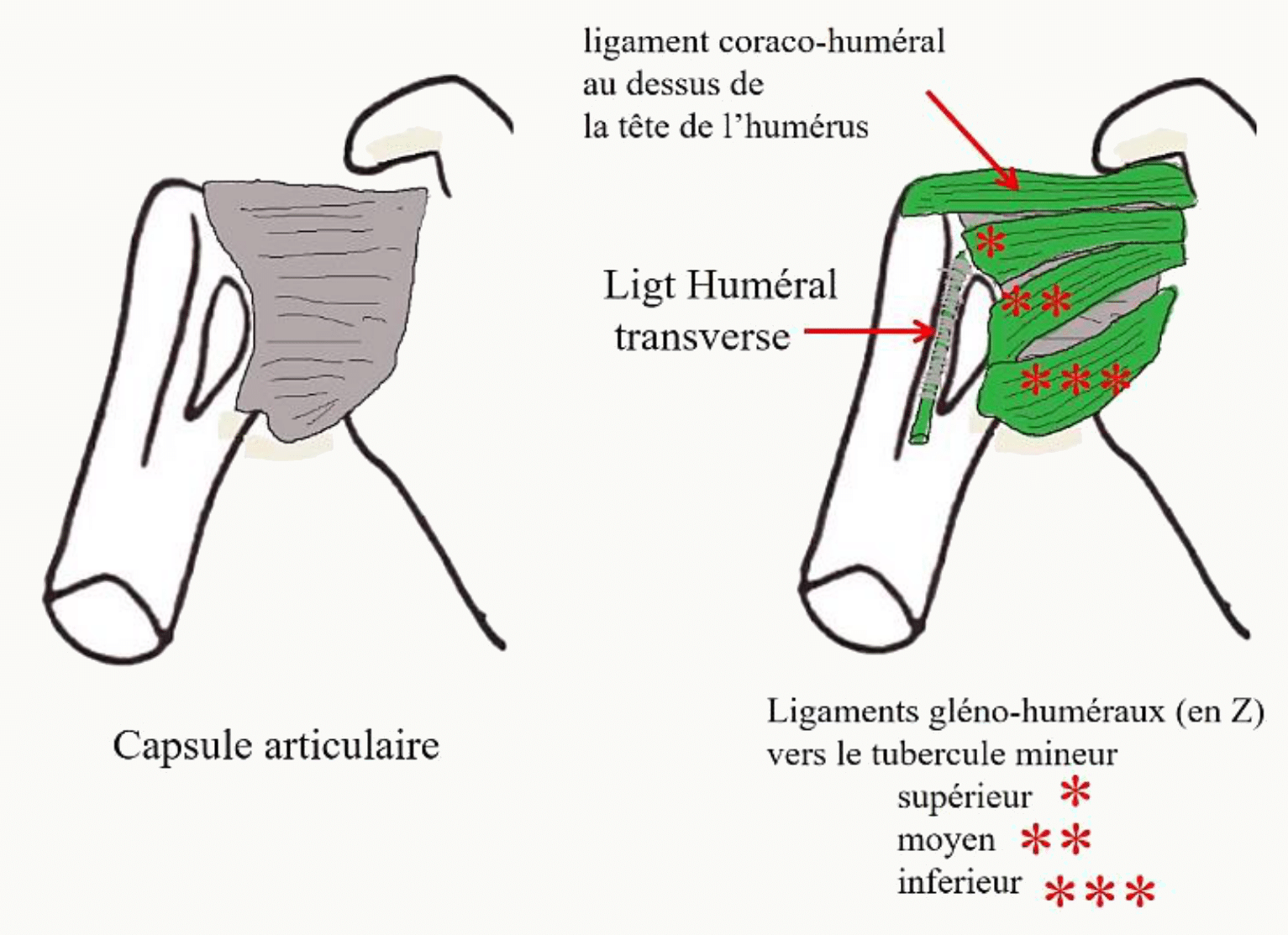 Capsule articulaire de l'épaule et son insertion sur la scapula et l'humérus