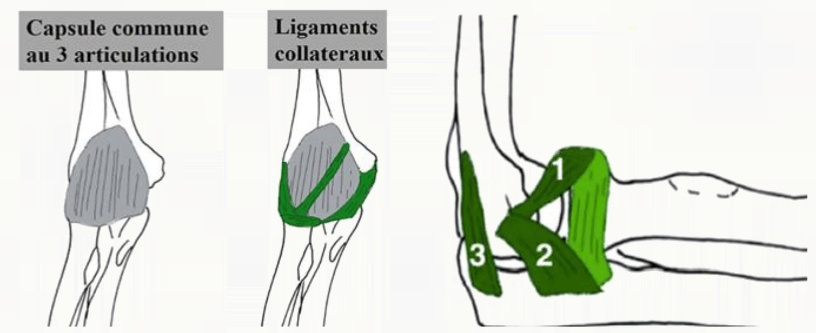 Capsule commune du coude et ligaments collatéraux médial et latéral