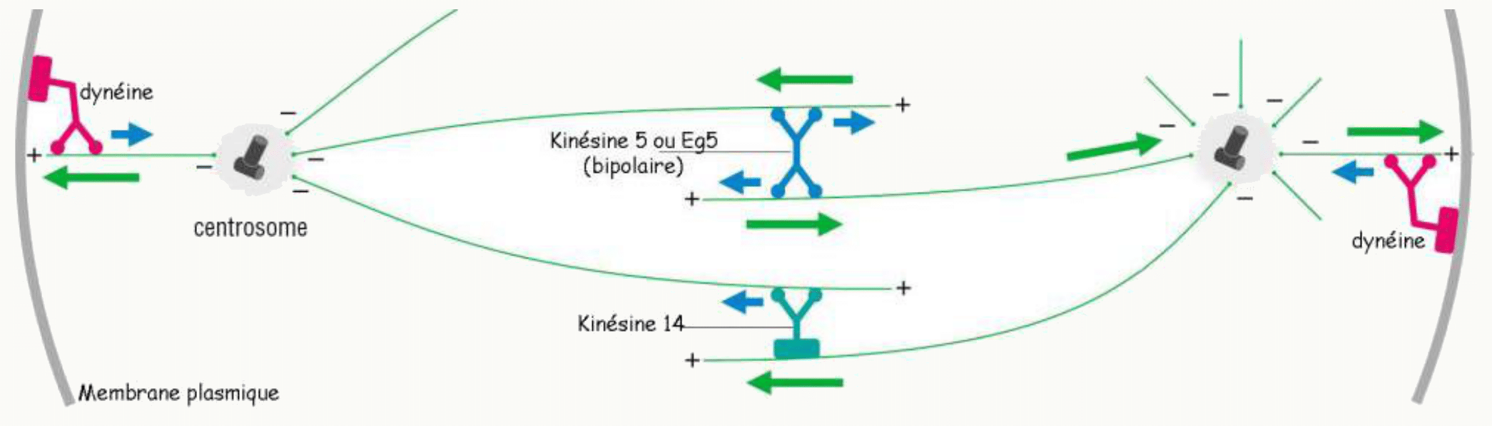 Capture des chromosomes par les microtubules du fuseau, par essais et erreurs