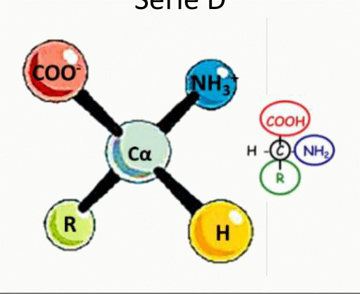Carbone alpha asymétrique d'un acide aminé et stéréoisomérie entre les séries D et L