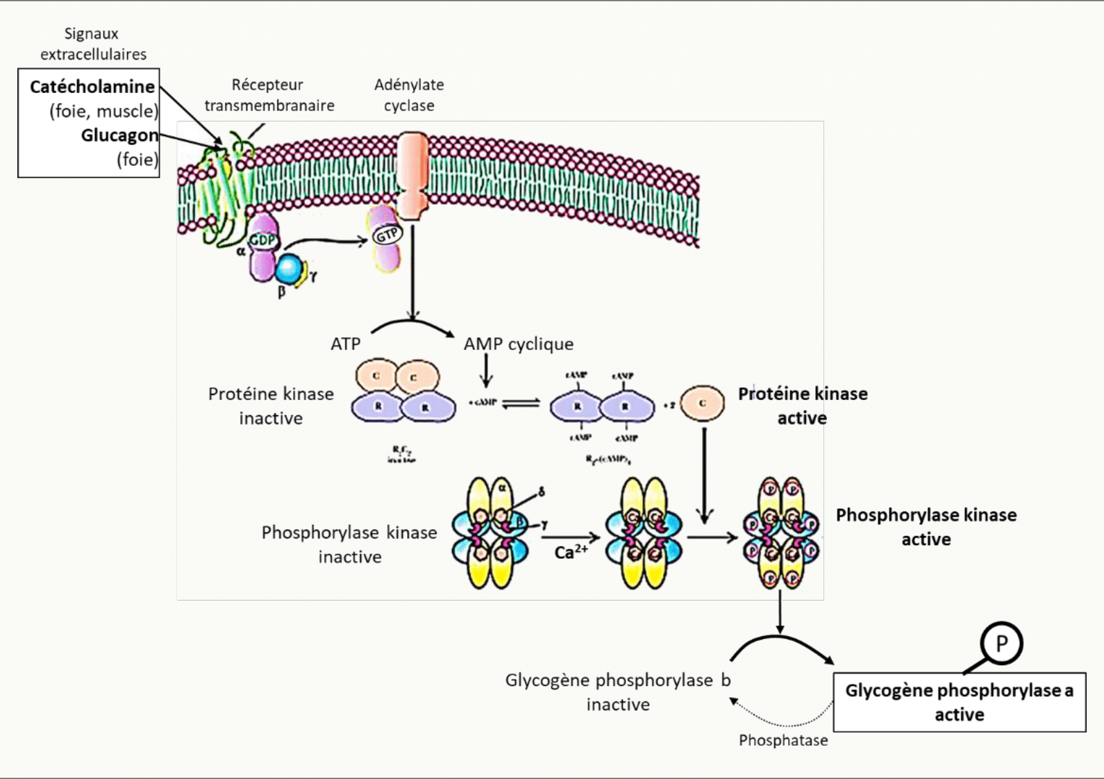 Cascade hormonale de l'adrénaline à l'AMPc puis à la protéine kinase et à la phosphorylase kinase