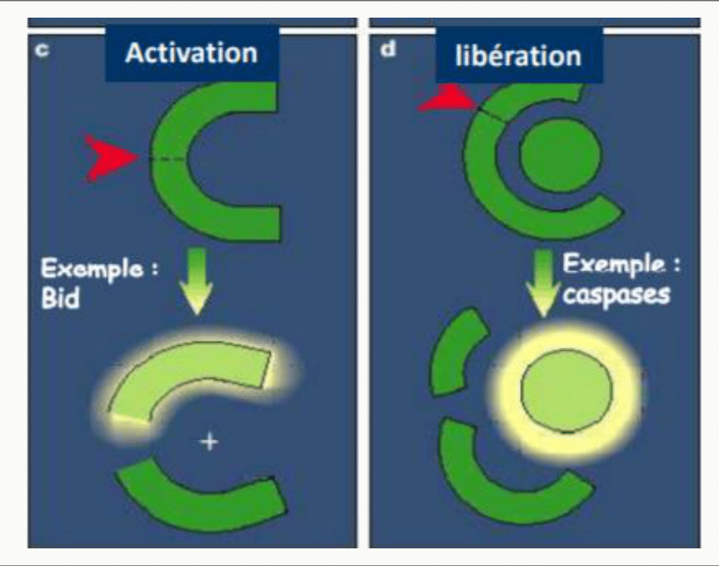 Activation d'une protéine par clivage, exemple de Bid, et libération d'une caspase de son domaine inhibiteur