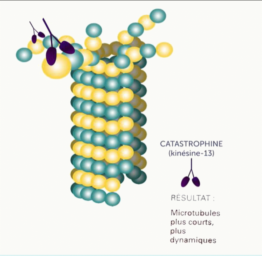 Catastrophine, kinésine-13, provoquant la dépolymérisation du microtubule