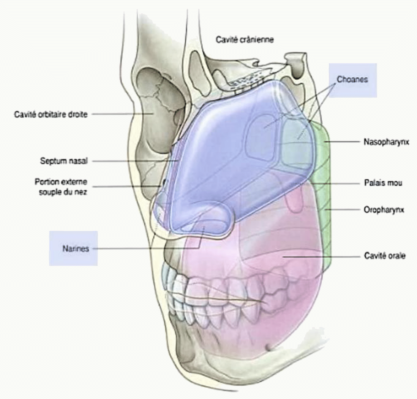 Cavité nasale, choanes et communication avec le nasopharynx