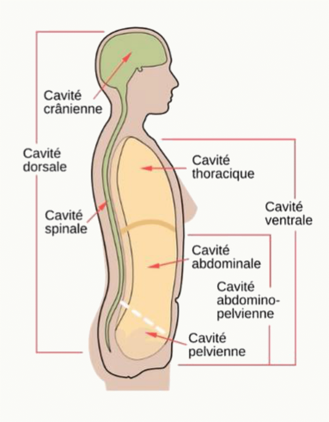 Cavités anatomiques : cavité dorsale avec les cavités crânienne et spinale, cavité ventrale avec les cavités thoracique, abdominale et pelvienne