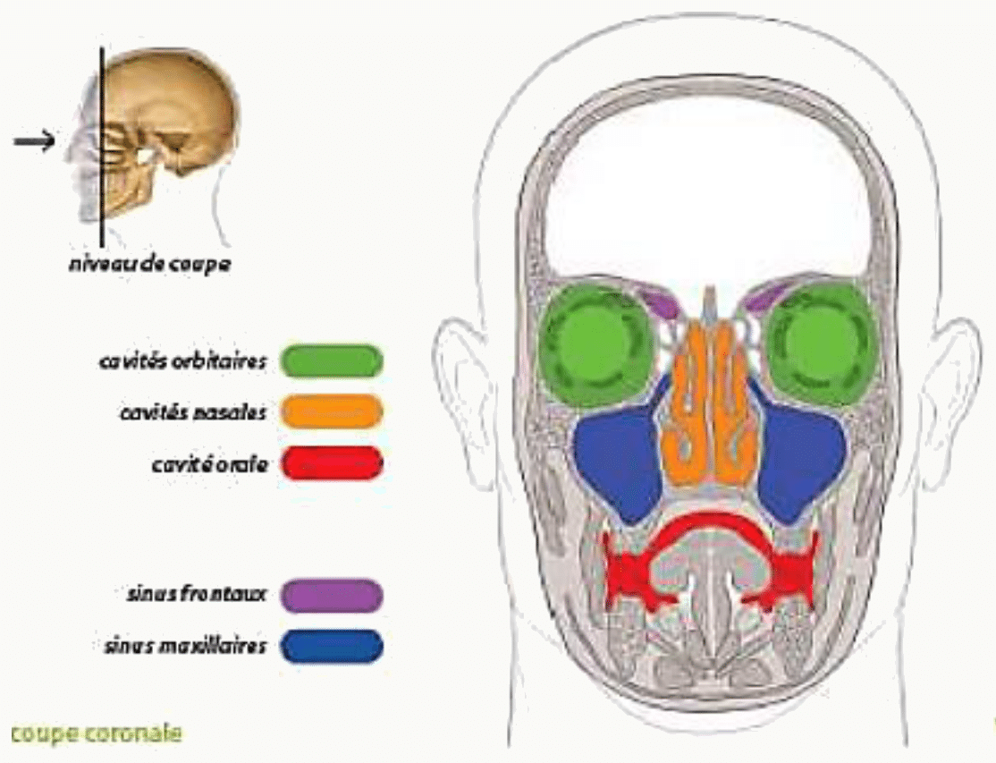 Cavités orbitaires, nasale et orale et sinus de la face en coupe coronale