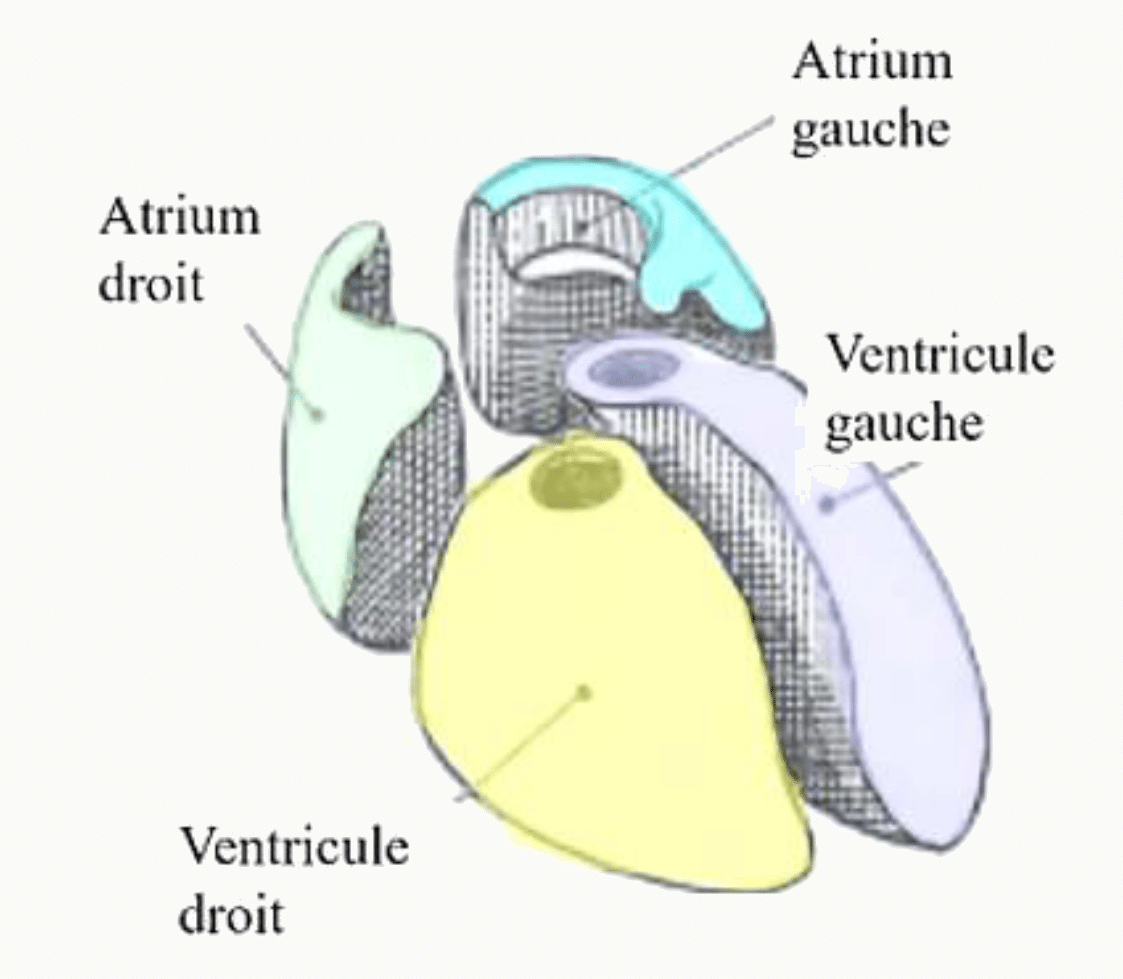 Les quatre cavités du cœur : atrium droit, atrium gauche, ventricule droit et ventricule gauche