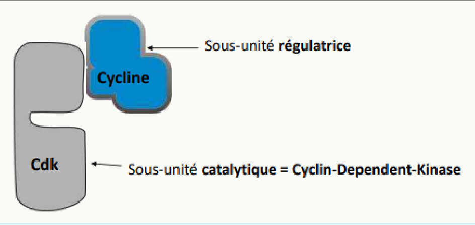CDK, sous-unité catalytique, associée à la cycline, sous-unité régulatrice