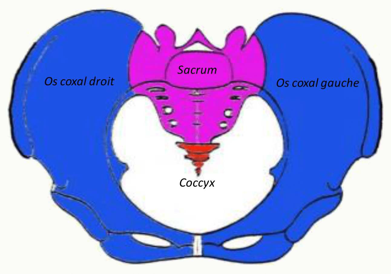 Ceinture pelvienne formée des deux os coxaux, du sacrum et du coccyx