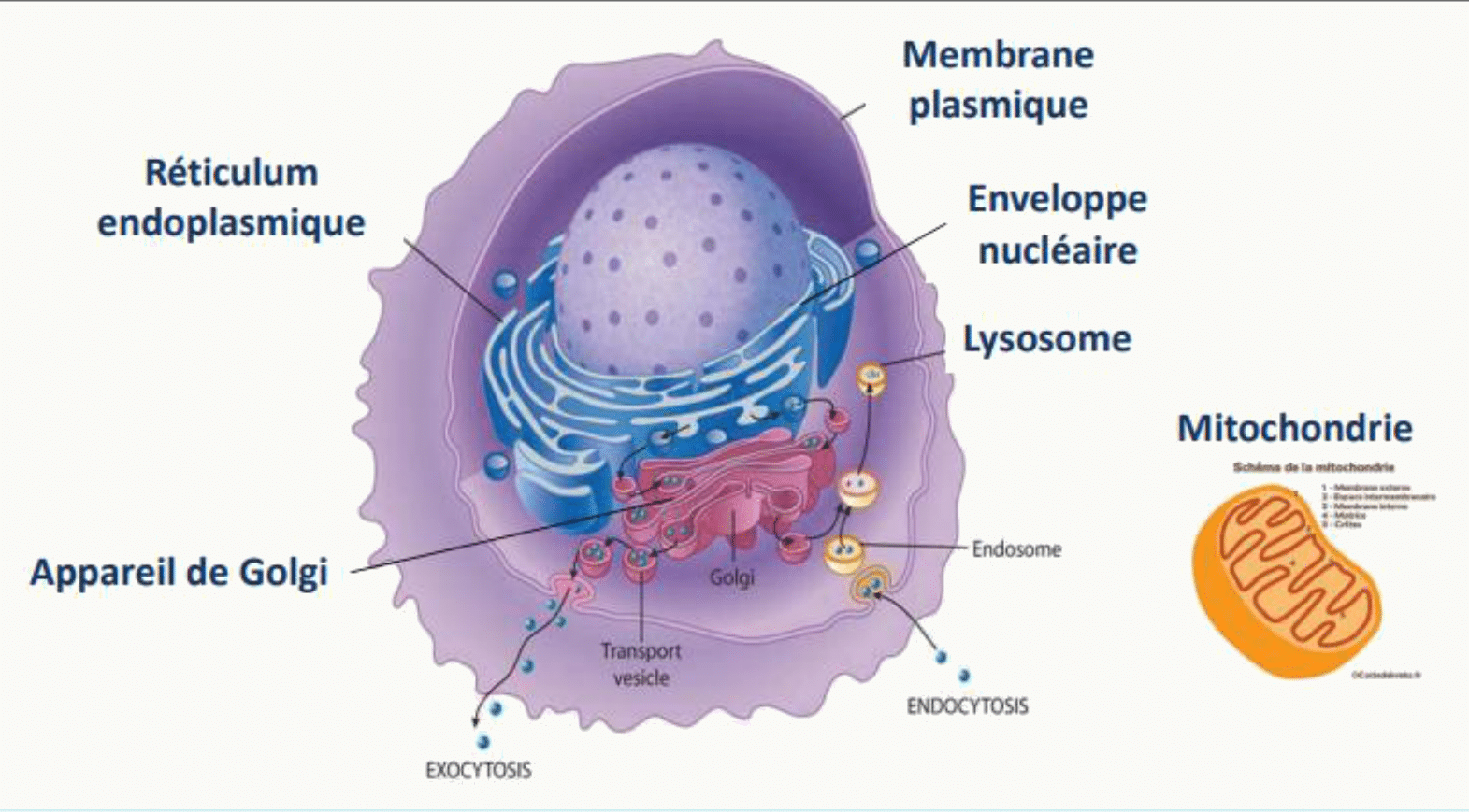 Cellule eucaryote et l'ensemble de ses membranes : plasmique, nucléaire, réticulum, Golgi, lysosomes et mitochondries