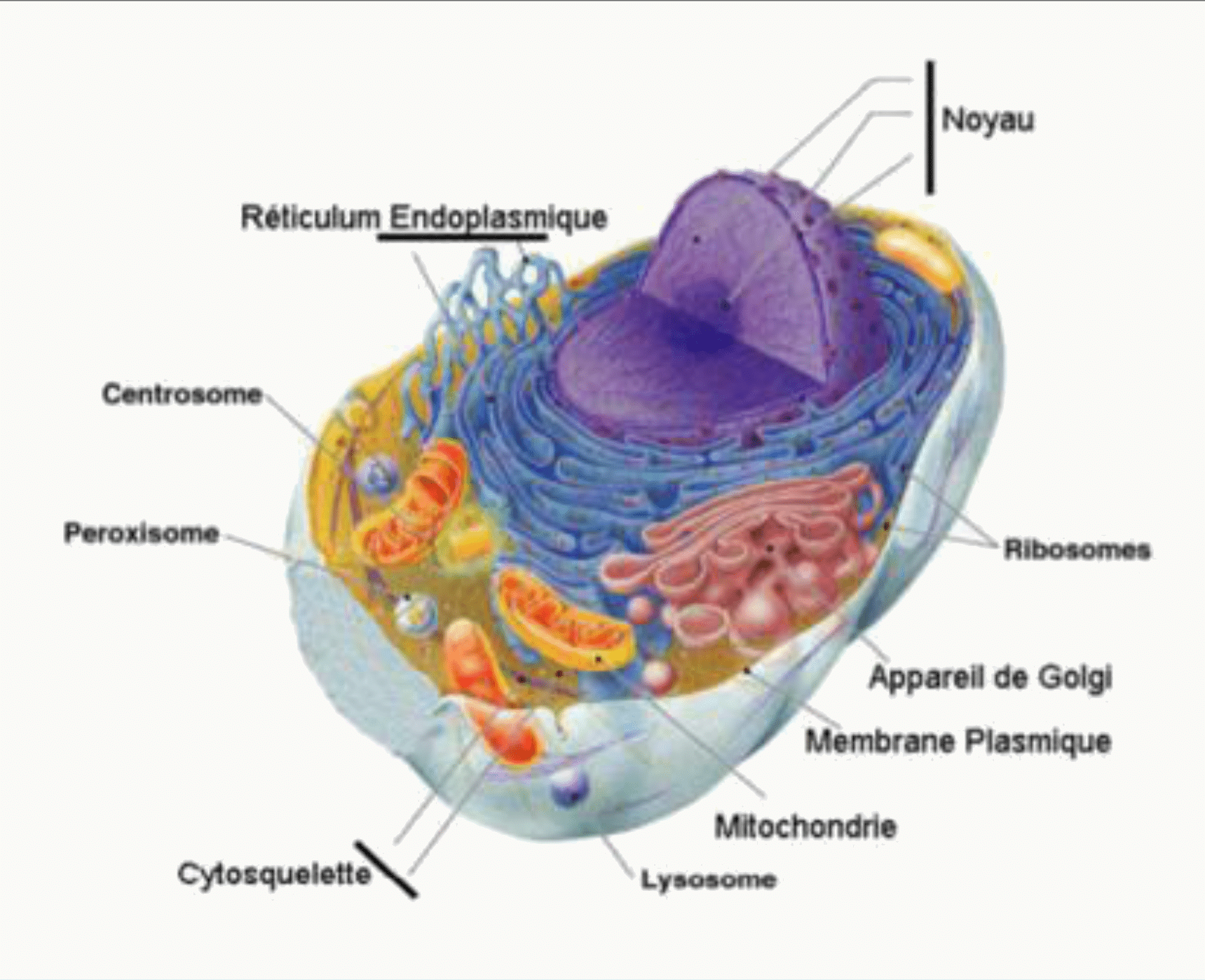 Cellule eucaryote et ses organites, avec le noyau au centre