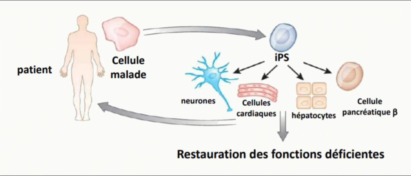 Cellules iPS obtenues par reprogrammation puis différenciées en neurones, cardiomyocytes, hépatocytes ou cellules bêta