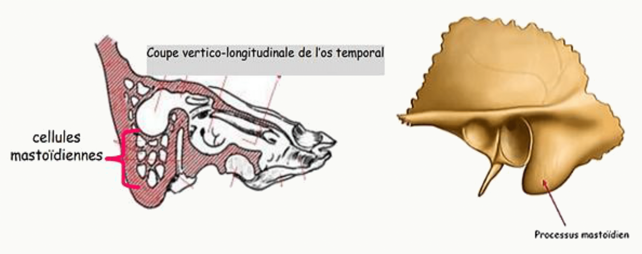 Cellules mastoïdiennes creusées dans le processus mastoïde, en coupe
