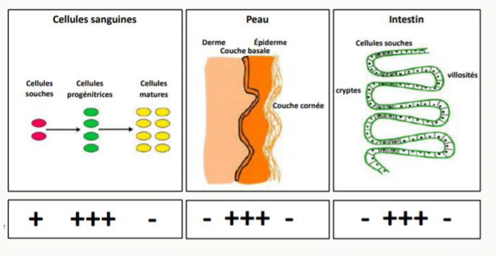 Cellules souches et cellules matures dans le sang, la peau et l'intestin