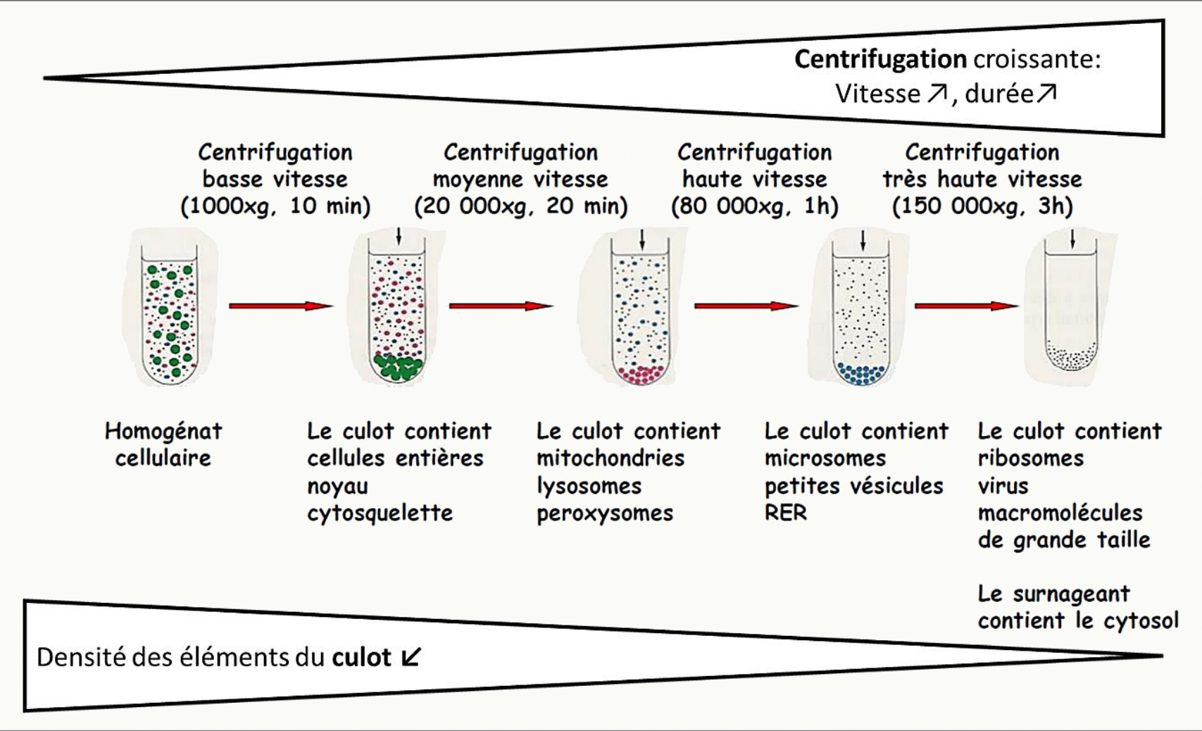 Centrifugation différentielle séparant successivement noyaux, mitochondries, lysosomes puis ribosomes