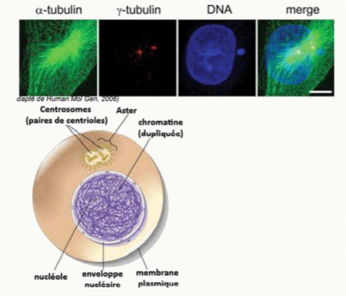 Centrosome révélé par immunomarquage de l'alpha et de la gamma-tubuline, superposé au marquage de l'ADN