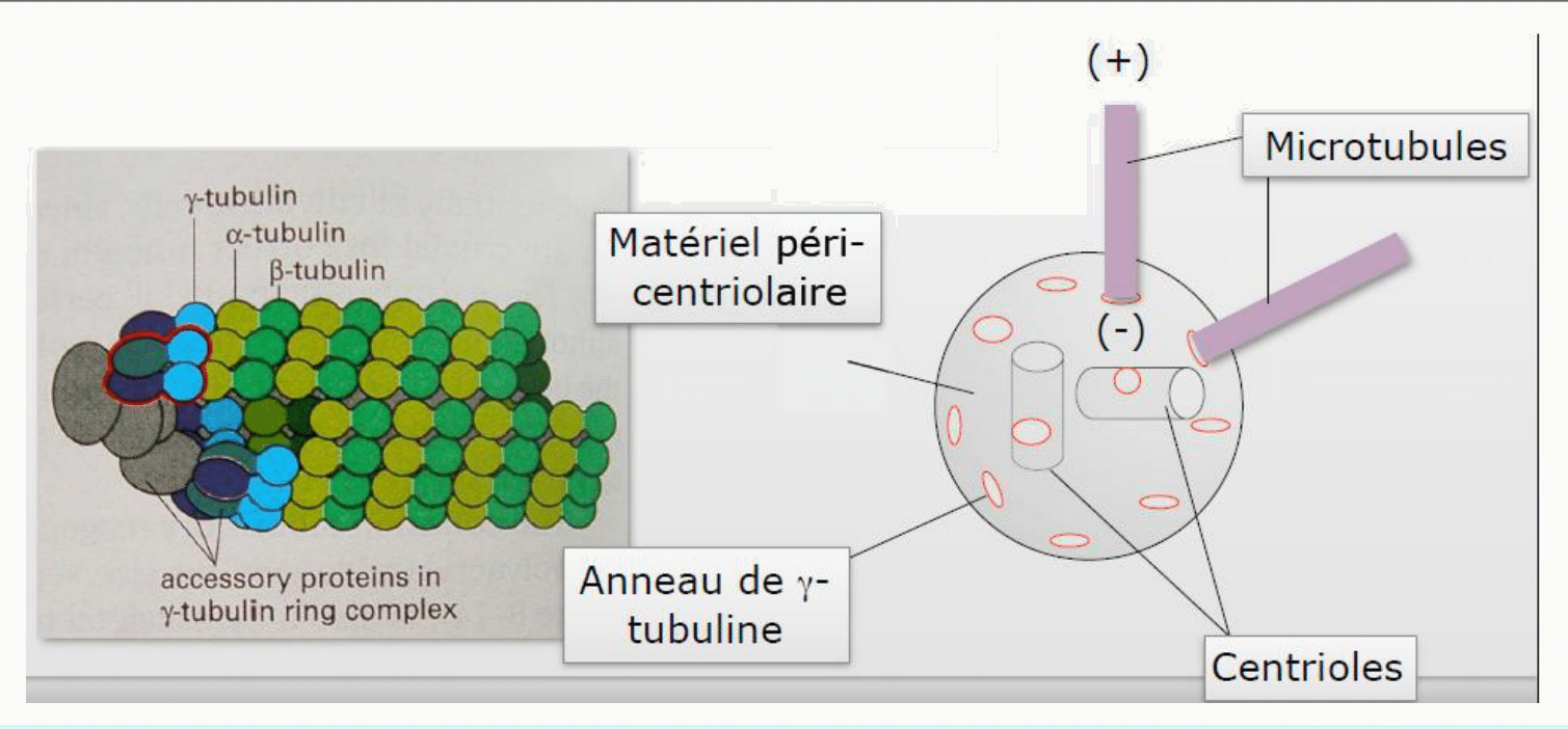 Centrosome avec ses deux centrioles, son matériel péricentriolaire et ses anneaux de gamma-tubuline