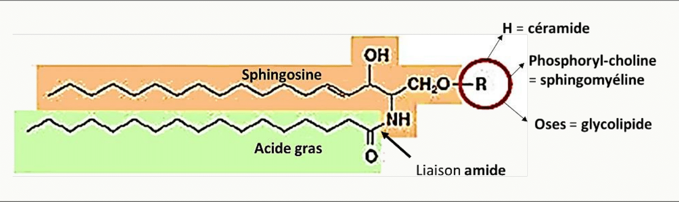 Céramide formé d'une sphingosine liée à un acide gras par une liaison amide