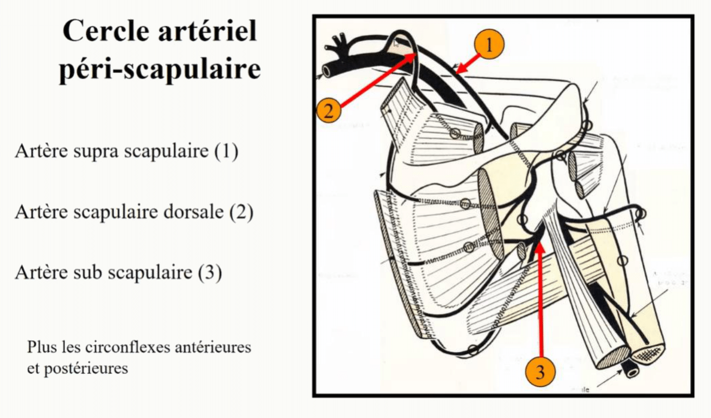 Cercle artériel péri-scapulaire et ses anastomoses autour de la scapula