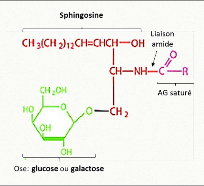 Cérébroside formé d'un céramide portant un ose, glucose ou galactose