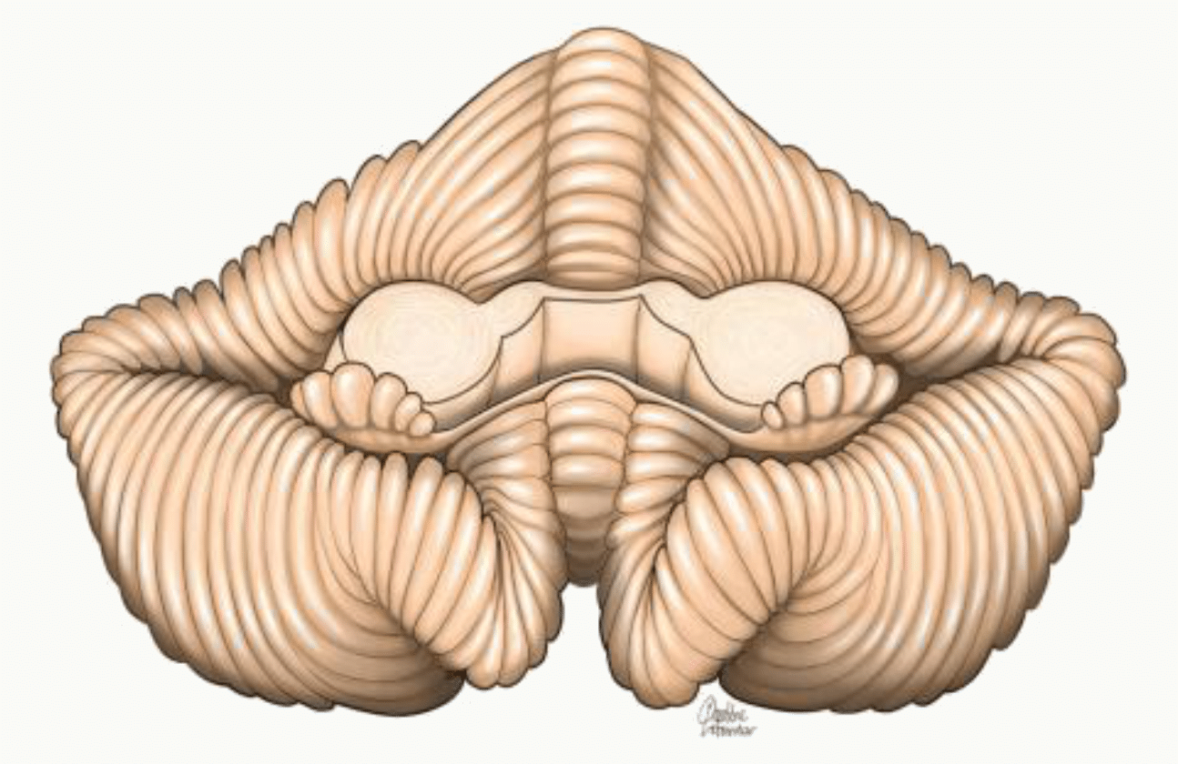 Cervelet et sa morphologie externe finement lamellée