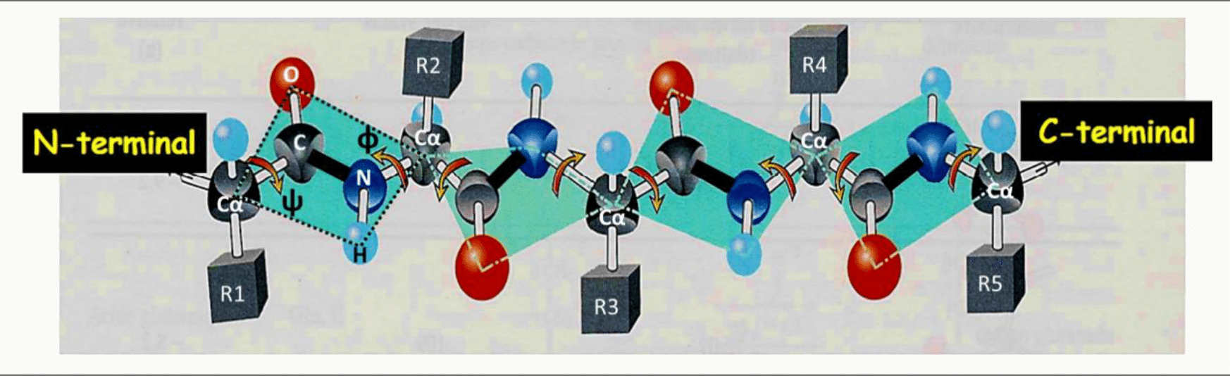 Chaîne polypeptidique orientée de son extrémité N-terminale vers son extrémité C-terminale