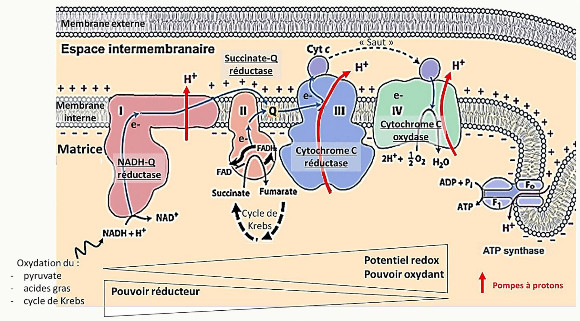 Chaîne respiratoire complète : complexes I à IV, ubiquinone, cytochrome c et ATP synthase