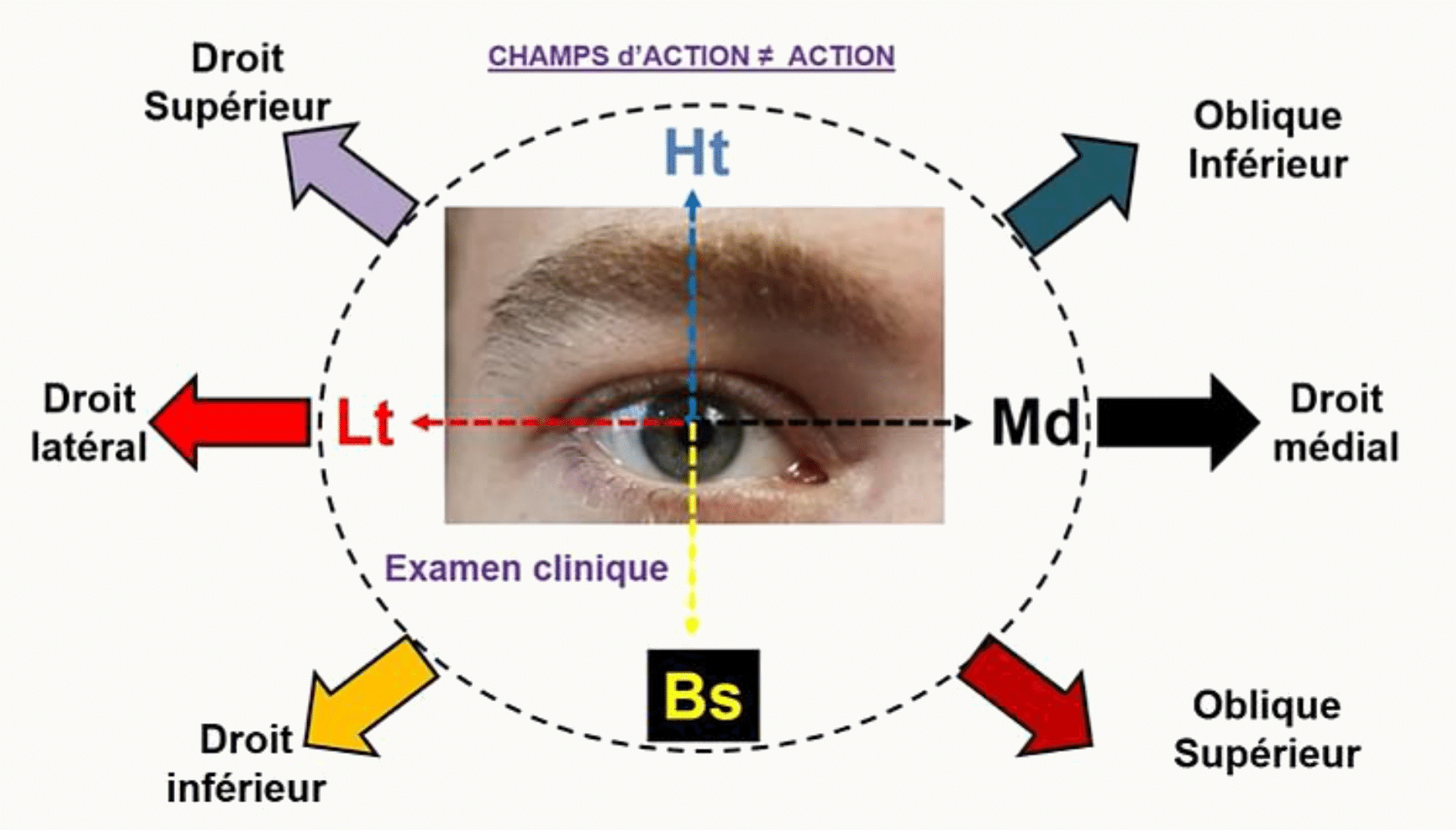Champs d'action des six muscles oculomoteurs et directions du regard correspondantes