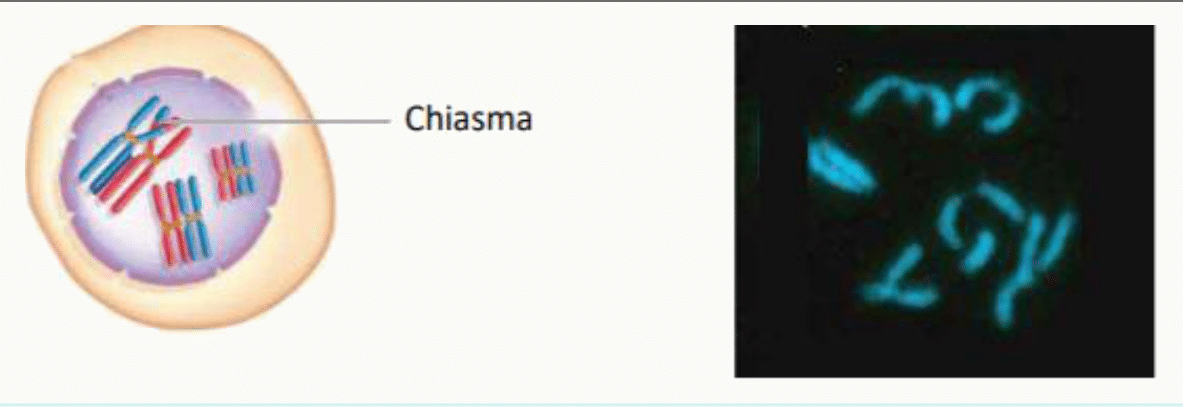 Chiasma matérialisant un point de crossing-over entre deux chromosomes homologues