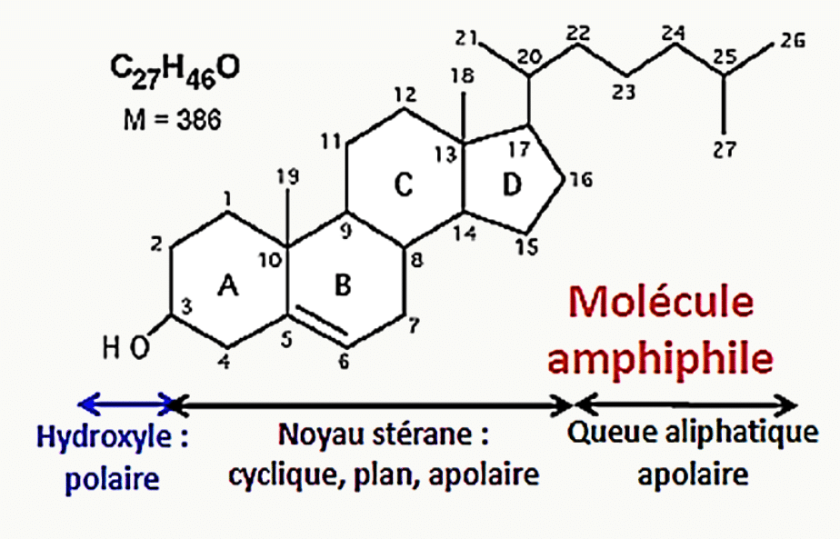 Cholestérol, molécule amphiphile associant un hydroxyle polaire, un noyau stérane et une queue aliphatique