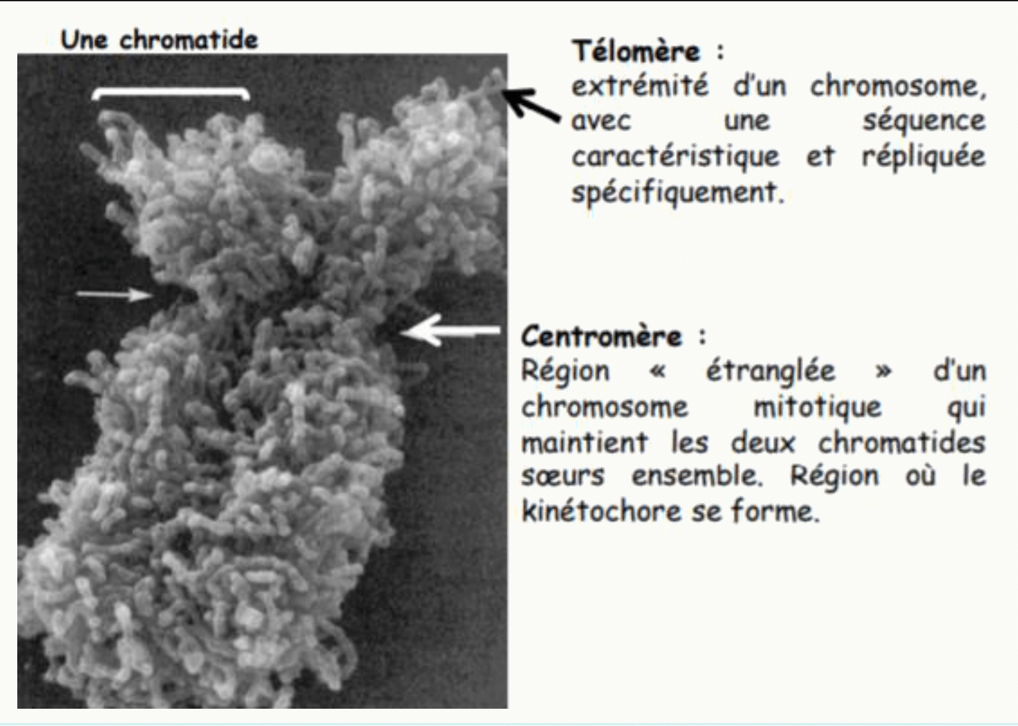 Chromatide en microscopie à balayage avec son télomère et son centromère