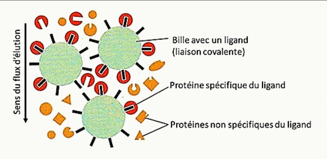 Chromatographie d'affinité : seule la protéine spécifique du ligand fixé aux billes est retenue