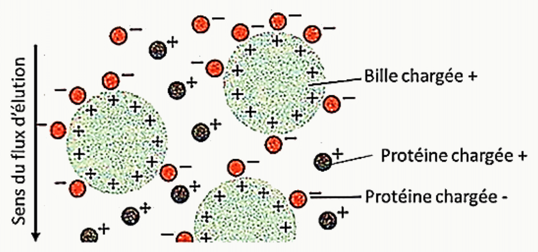 Chromatographie d'échange d'ions : rétention des protéines de charge opposée à celle des billes