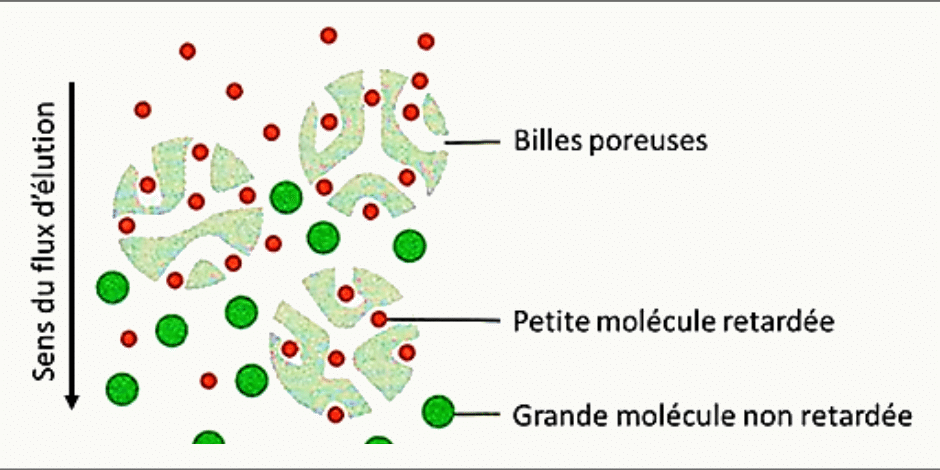 Chromatographie d'exclusion : les petites molécules pénètrent les billes poreuses et sont retardées