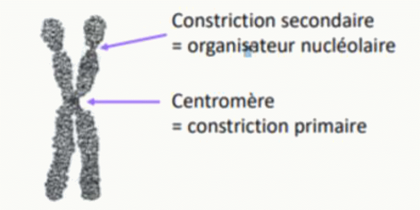 Chromosome métaphasique avec son centromère et sa constriction secondaire organisatrice nucléolaire