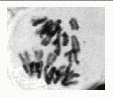 Chromosomes alignés en métaphase de méiose
