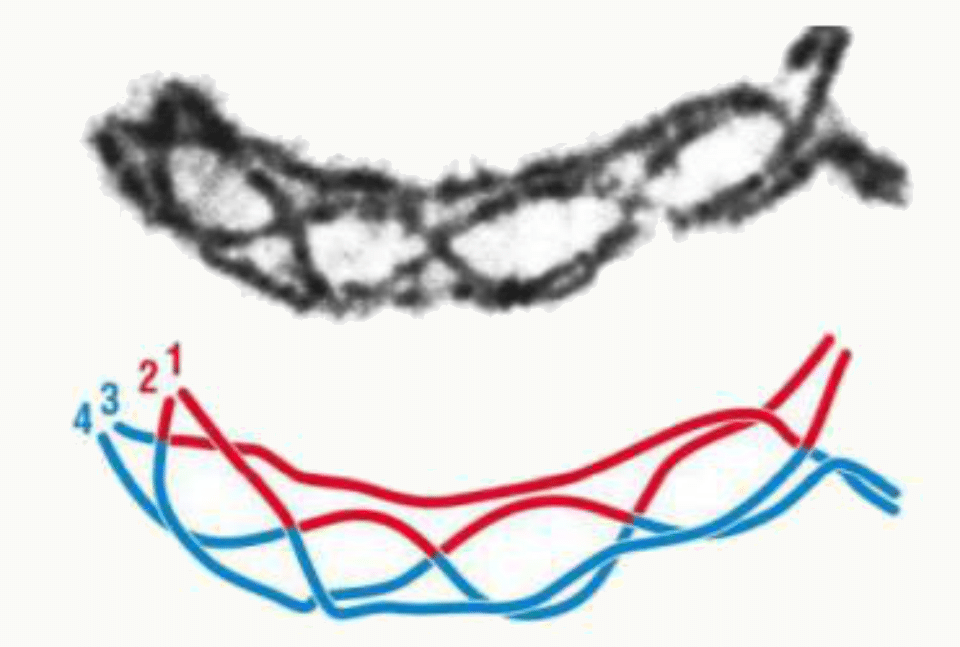 Chromosomes homologues appariés et reliés par plusieurs chiasmas