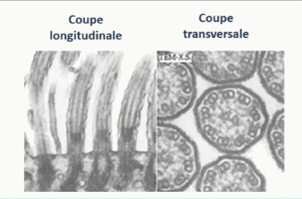 Cils en coupes longitudinale et transversale au microscope électronique
