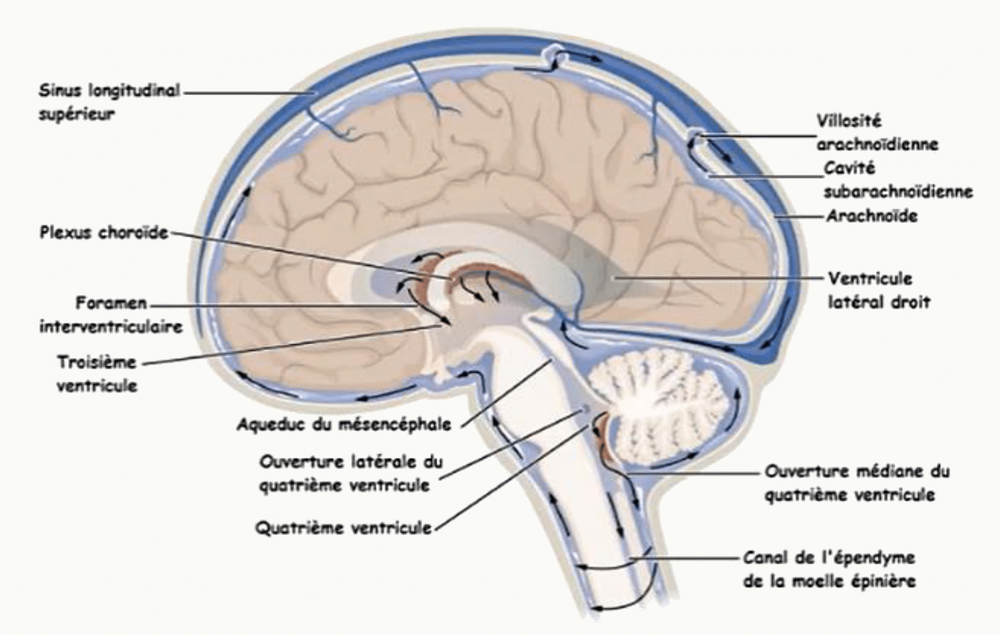 Circulation du liquide cérébro-spinal, de sa sécrétion par les plexus choroïdes à sa résorption