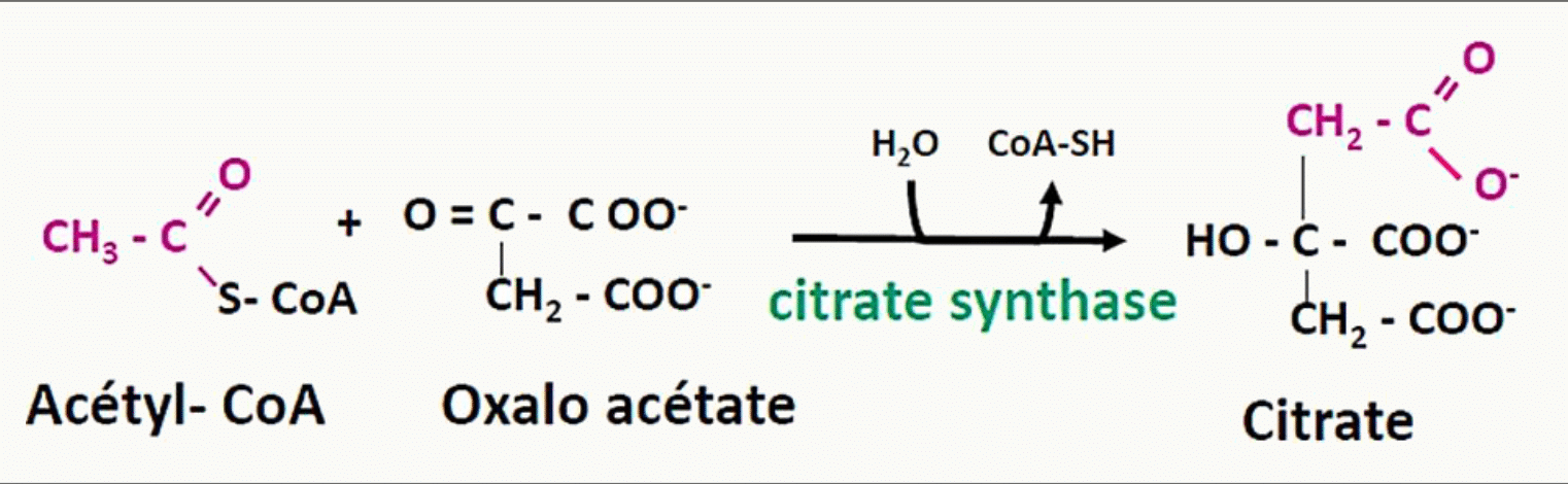 Condensation de l'acétyl-CoA et de l'oxaloacétate en citrate par la citrate synthase