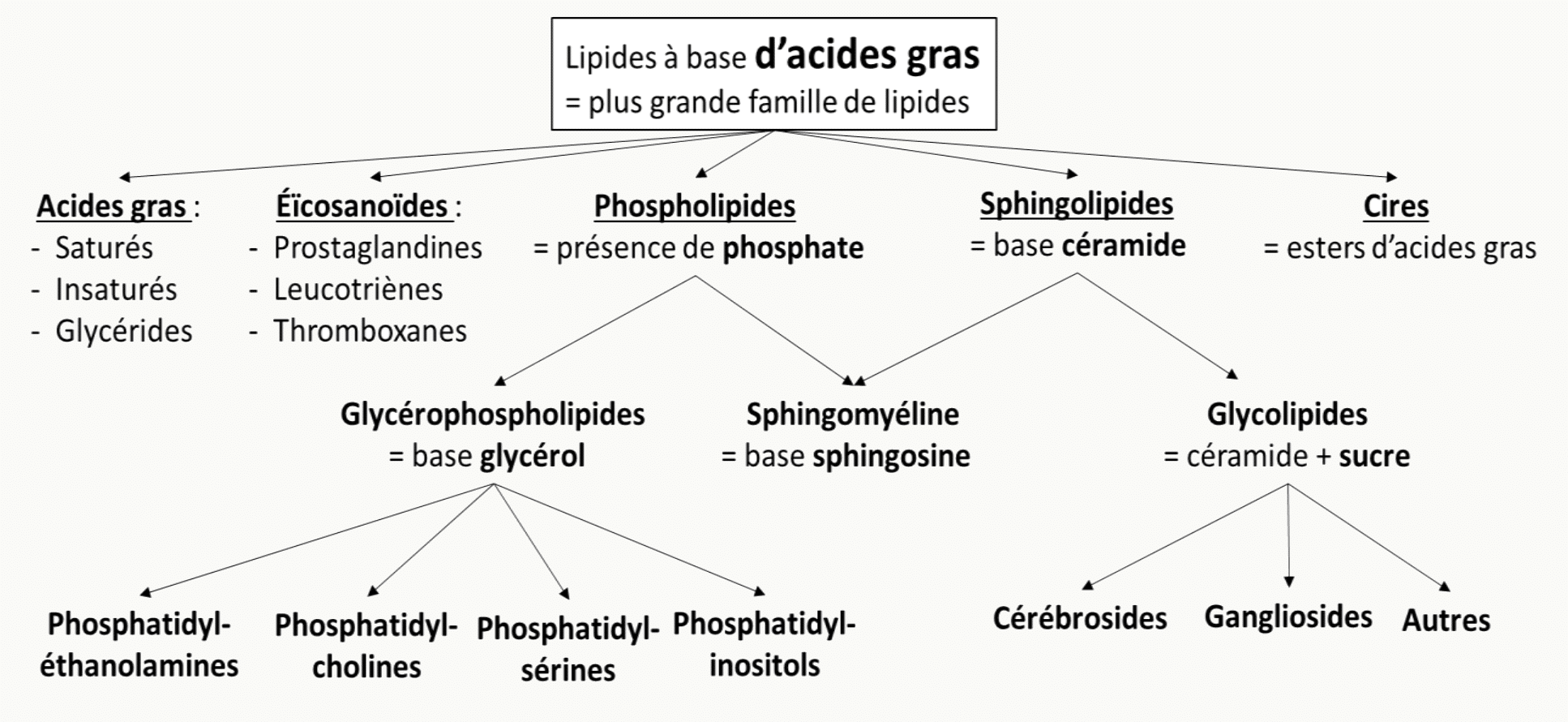 Classification des lipides en familles : acides gras, glycérides, phospholipides, sphingolipides et stérols