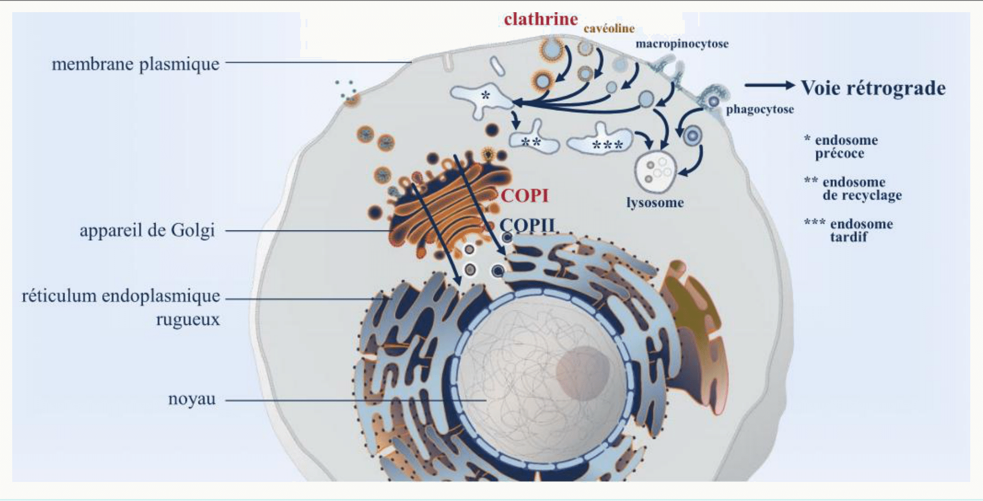 Clathrine et voie rétrograde replacées dans l'ensemble du trafic intracellulaire