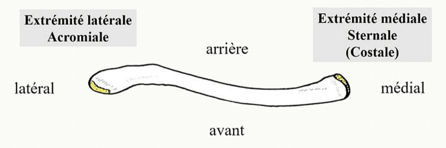 Clavicule vue de dessus, avec son extrémité acromiale latérale et son extrémité sternale médiale