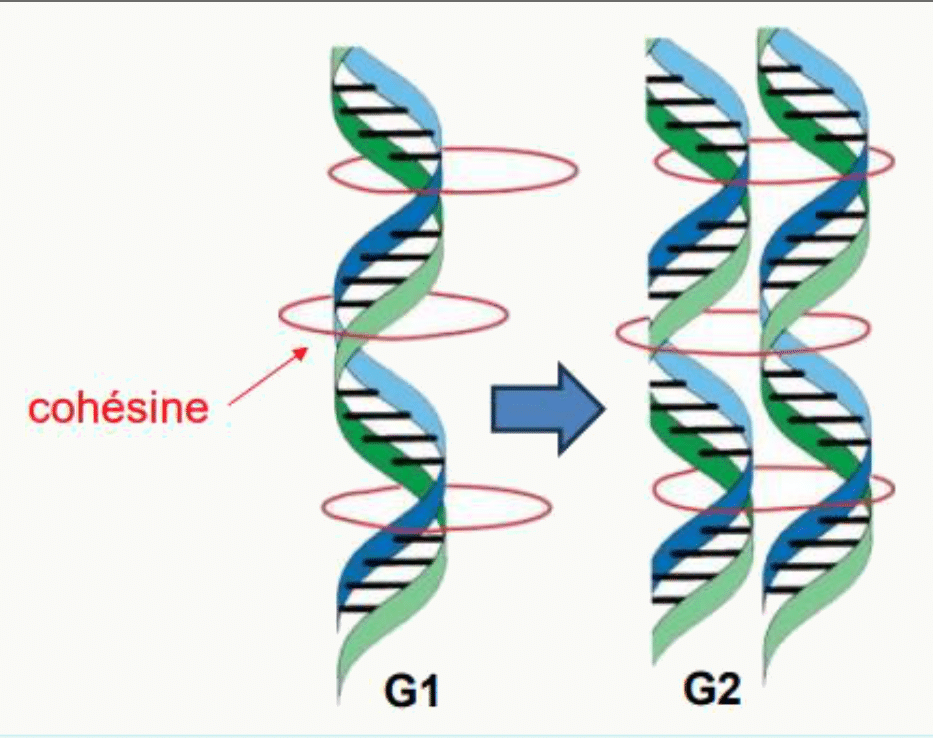 Cohésine maintenant ensemble les chromatides sœurs de la phase G1 à la phase G2