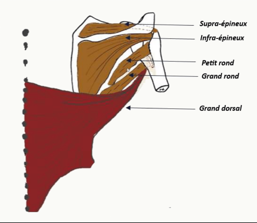 Coiffe des rotateurs : supra-épineux, infra-épineux, petit rond et sub-scapulaire, avec le grand rond et le grand dorsal