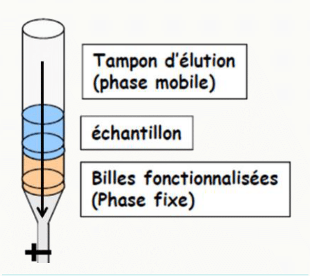 Colonne de chromatographie avec sa phase fixe de billes fonctionnalisées, son échantillon et son tampon d'élution