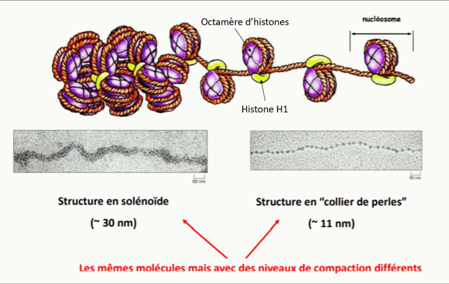 Compaction de la chromatine du collier de perles de 11 nm au solénoïde de 30 nm