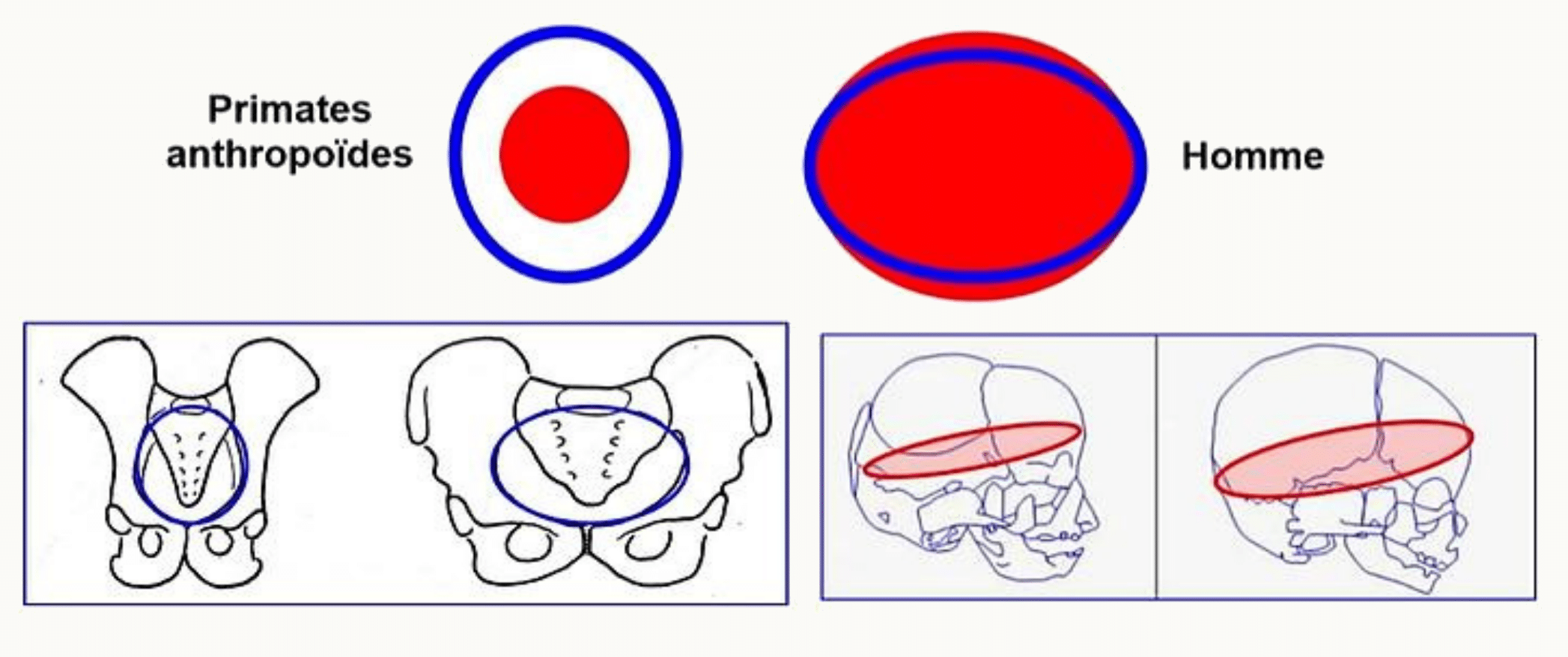 Comparaison de la forme du bassin chez les primates anthropoïdes et chez l'homme